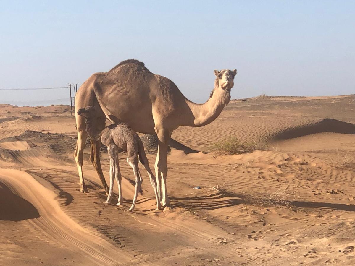 Desert Moments Glamping - Full Privacy Badīyah Esterno foto